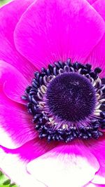 Close-up of pink flower blooming outdoors