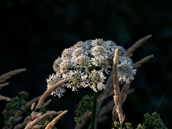 Close-up of white flowering plant