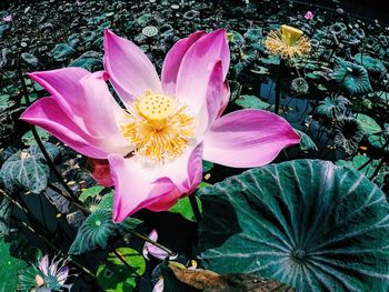Close-up of pink flower