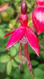 Close-up of water drops on red flower