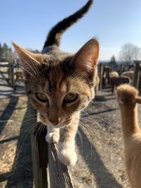 Close-up portrait of a cat