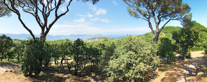 Trees on landscape against sky