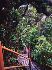 View of trees in forest