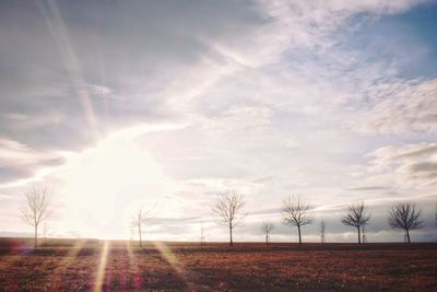 Trees against sky