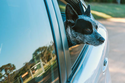 Close-up of dog peeping through car window