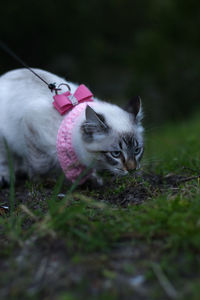 Close-up of a cat on a field