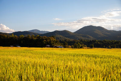 Scenic view of field against sky