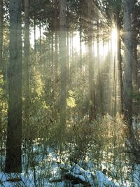Trees in forest during winter