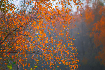 Low angle view of maple tree against orange sky