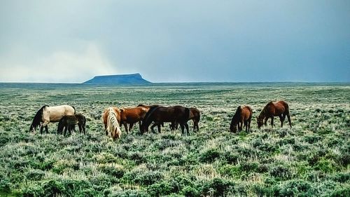 Sheep grazing on grassy field