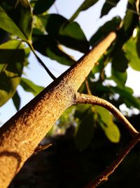 Close-up of leaves on branch