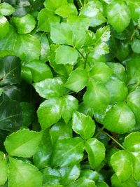 Full frame shot of green leaves