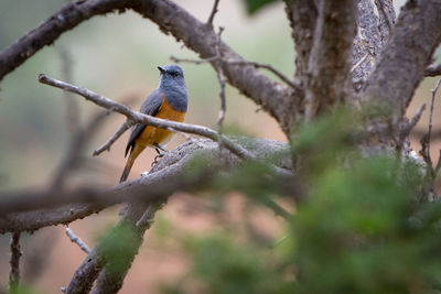 Close-up of bird perching on tree