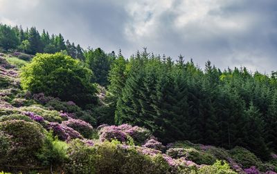 Summer in highlands