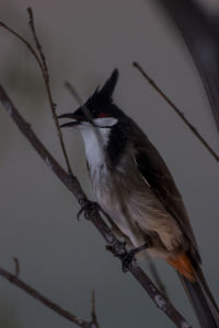 Close-up of bird perching on branch