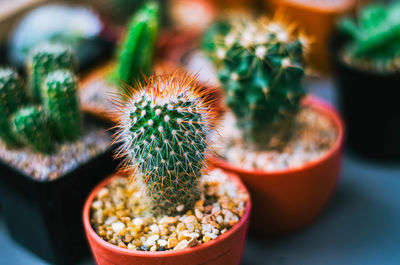 Close-up of succulent plant in pot