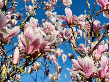 Close-up of pink cherry blossoms in spring