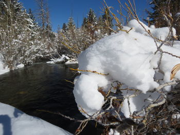 Close-up of snow covered plants against trees