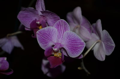 Close-up of purple flowers blooming against black background