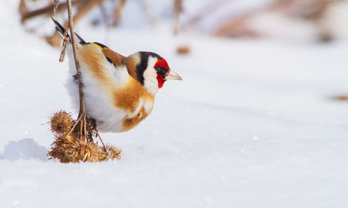 Close-up of a bird on snow covered landscape