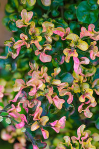 Close-up of pink flowering plants