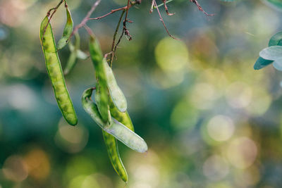 Close-up of fresh green plant