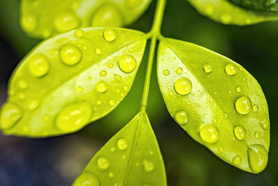 Macro closeup of beautiful fresh green leaf with drop of water after the rain in morning sunlight 