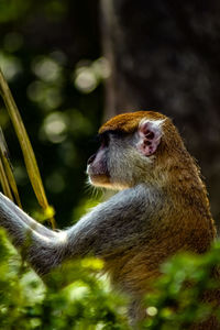 Close-up of monkey sitting in a forest