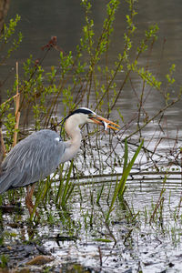 Side view of a bird on lakeshore