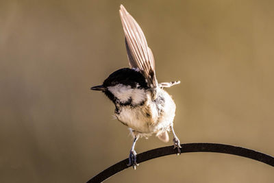 Close-up of bird flying against clear sky