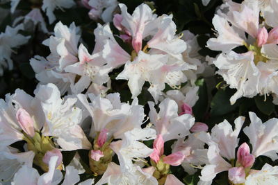 Close-up of white flowering plants