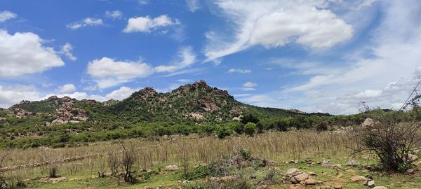 Trees on field against sky
