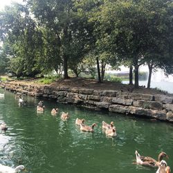 Ducks swimming on lake