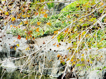 High angle view of plants by lake in forest