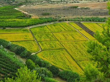 High angle view of trees on field