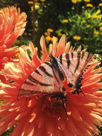 Close-up of butterfly pollinating on flower