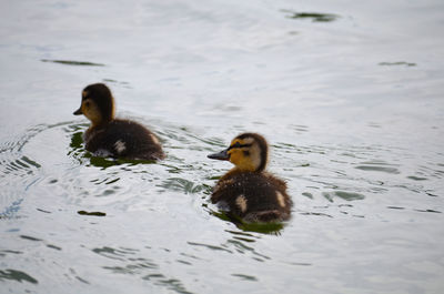 Duck swimming in lake