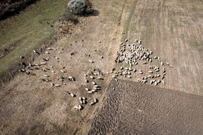 High angle view of flock of birds on land