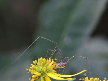 Close-up of insect perching on plant