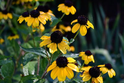 flowering plant