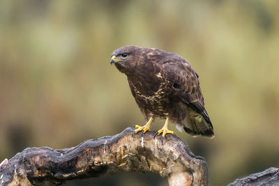 Close-up of bird perching on branch