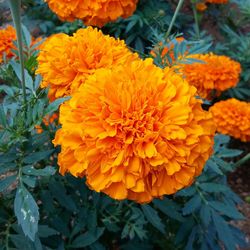 Close-up of yellow flowers