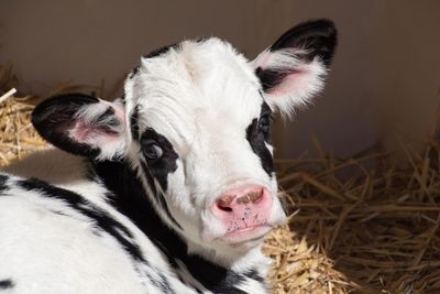 Close-up portrait of a calf