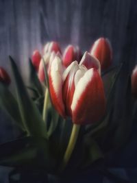 Close-up of red tulip