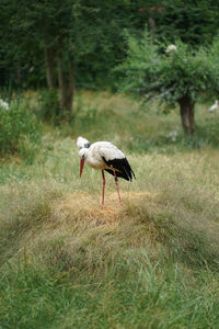 Bird in a field