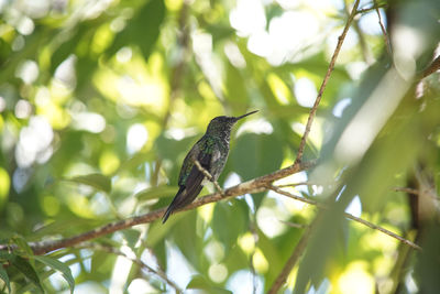 Low angle view of bird perching on branch