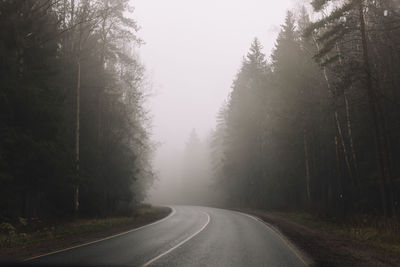 Curving empty asphalt road passing through foggy pine forest. fog above route. early morning. 