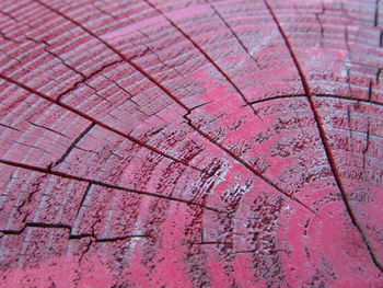 Full frame shot of pink petals