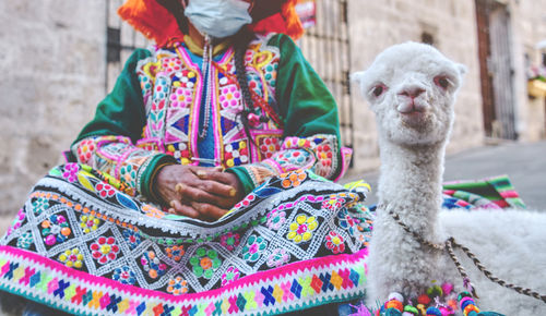 Peruvian woman in traditional clothes holding a baby llama in street, arequipa peru. selective focus