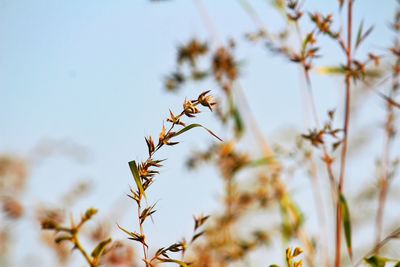 Low angle view of flowering plants against sky